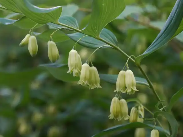 Её американская родственница купена двухцветковая (Polygonatum biflorum) вполне способна отрастить стебли и полутораметровой длины