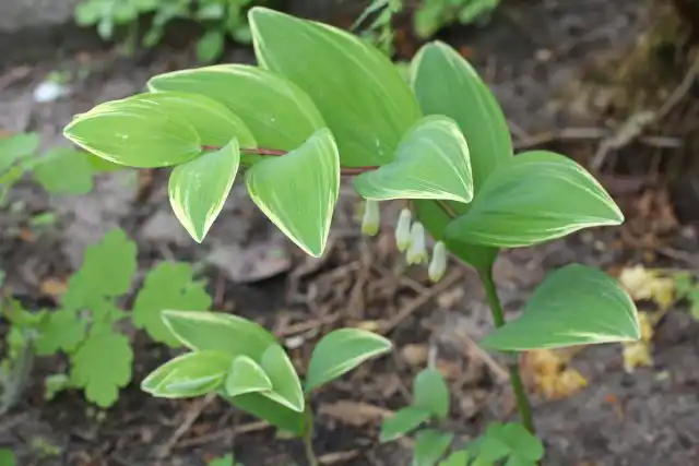 Японско-корейский вид купена серповидная (Polygonatum falcatum) ростом поменьше, до 80 см, грациозна за счёт изгибов не только стеблей, но и листьев