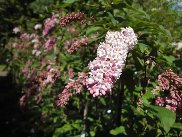 Сирень Комарова пониклая