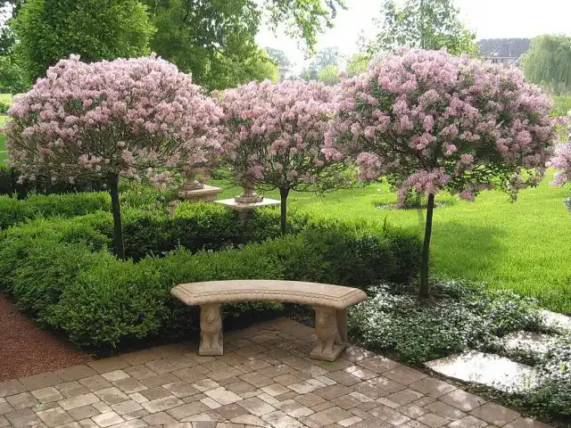 Сирень Мейера