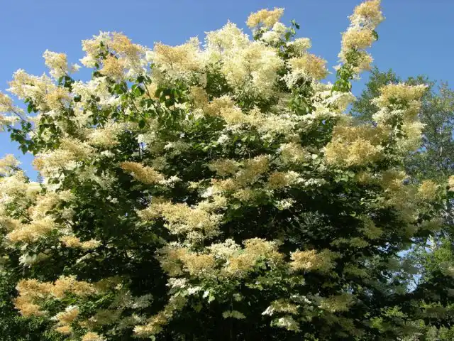 Сирень амурская