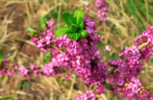 Волчеягодник смертельный