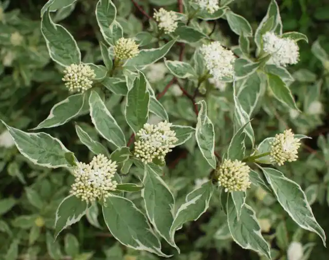 Дерен (Cornus)