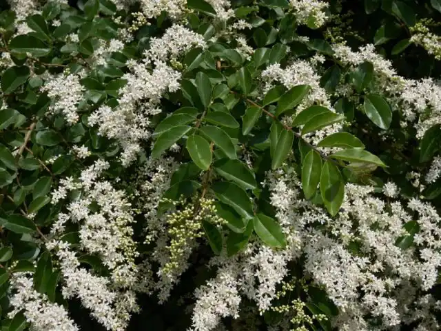 Бирючина (Ligustrum)