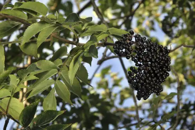Бузина (Sambucus)