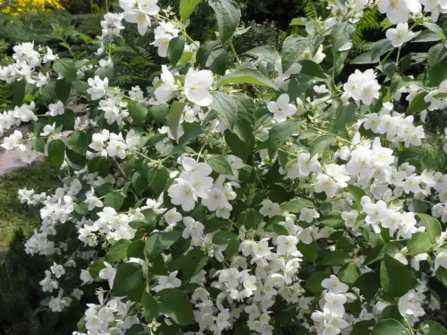 Чубушник (Philadelphus coronarius)