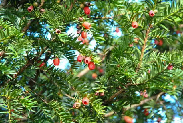 Тис (Taxus)
