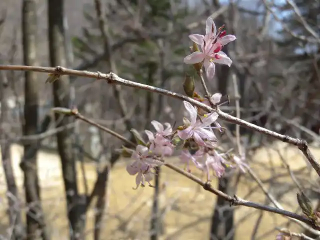 Жимолость раннецветущая