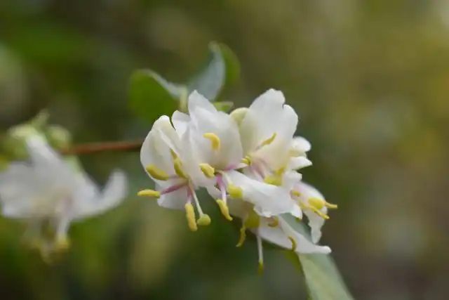 Жимолость Стэндиша