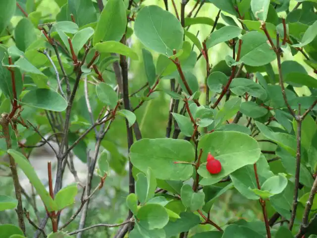 Жимолость ютская