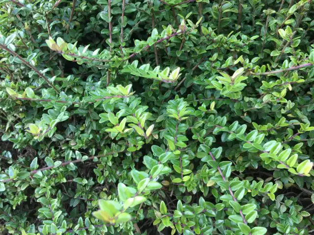 Жимолость блестящая