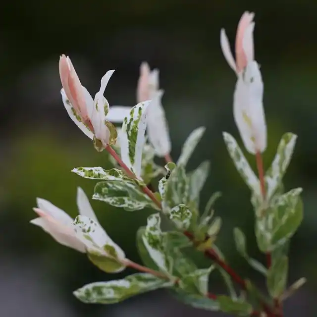 Сорт «Фламинго» (Salix integra 'Flamingo').