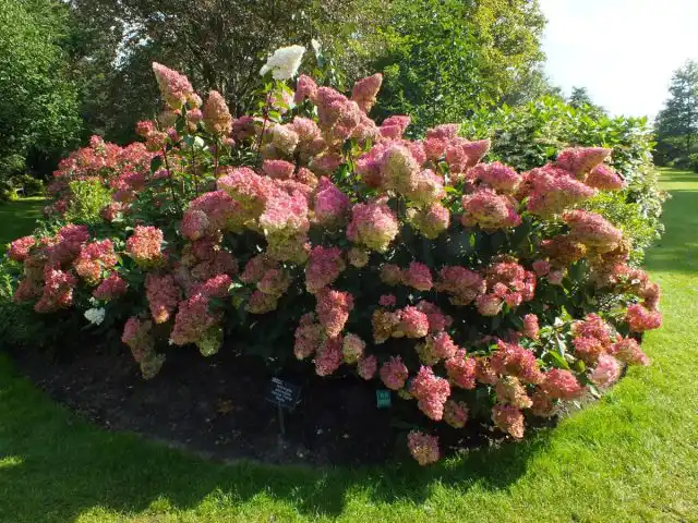 Сорт гортензии «Ванилла Фрайз» (Hydrangea paniculata 'Vanille Fraise')