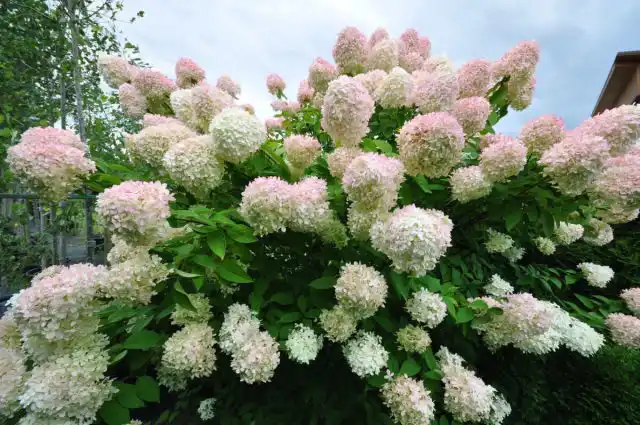 Сорт гортензии метельчатой «Грандифлора» (Hydrangea paniculata 'Grandiflora')