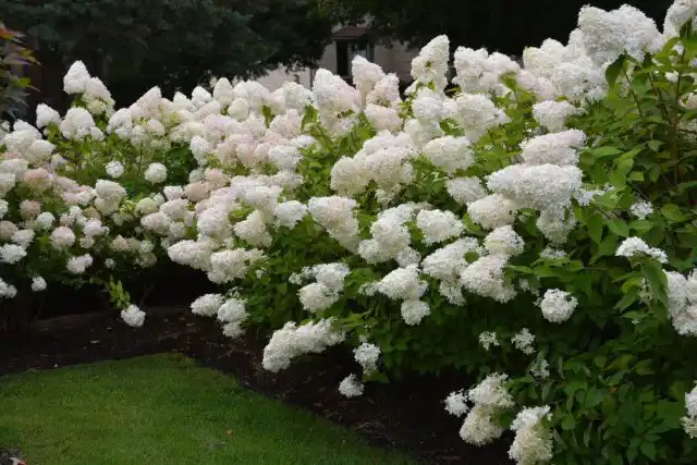Сорт гортензии метельчатой «Фантом» (Hydrangea paniculata 'Phantom')