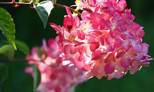 Сорт гортензии метельчатой «Мэджикал Файер» (Hydrangea paniculata 'Magical Fire')