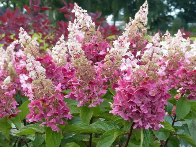 Сорт гортензии метельчатой «Пинки Винки» (Hydrangea paniculata 'Pinky Winky')