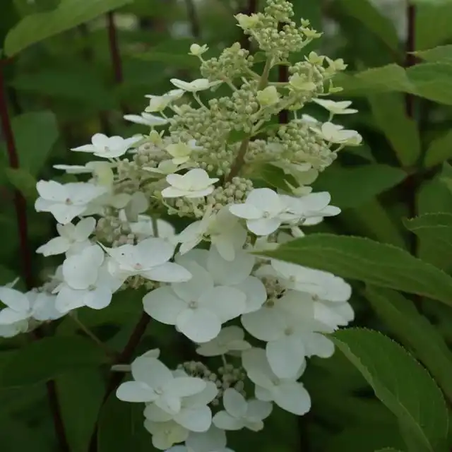 Сорт гортензии метельчатой «Юник» (Hydrangea paniculata 'Unique')
