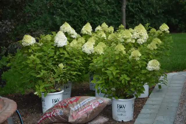 Сорт гортензии метельчатой  «Лаймлайт» (Hydrangea paniculata 'Limelight')
