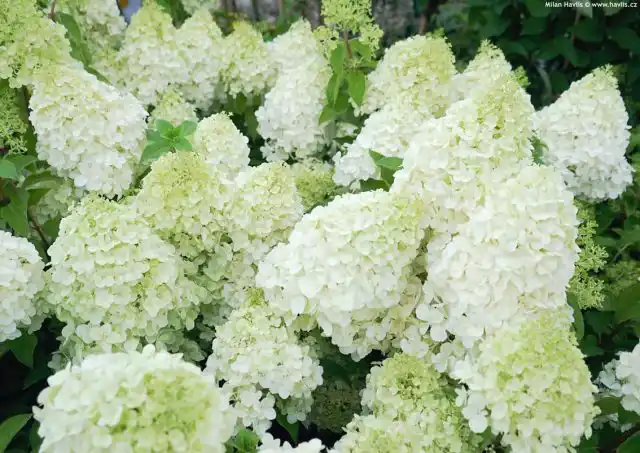 Сорт гортензии метельчатой «Полар Бир» (Hydrangea paniculata 'Polar Bear')