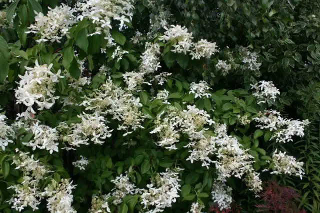 Сорт гортензии метельчатой «Грейт Стар» (Hydrangea paniculata 'Great Star')