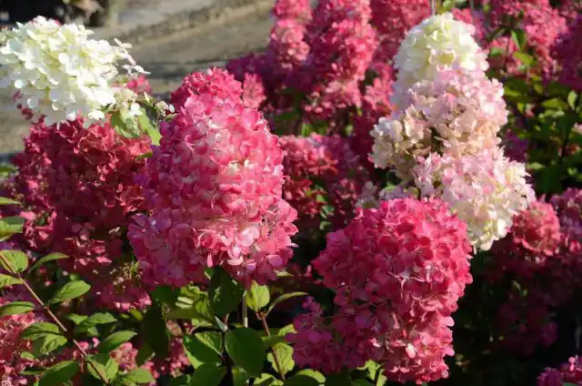 Сорт гортензии метельчатой «Даймонд Руж» (Hydrangea paniculata 'Diamant Rouge')