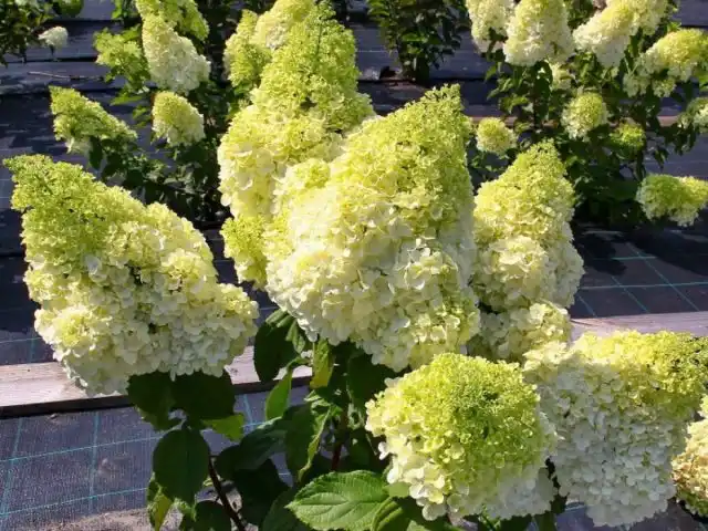 Сорт гортензии метельчатой «Мэджикал Мунлайт» (Hydrangea paniculata 'Magical Moonlight')