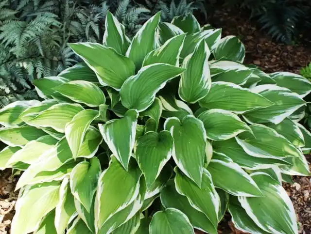Хоста сорта «Антиох» (Hosta 'Antioch')