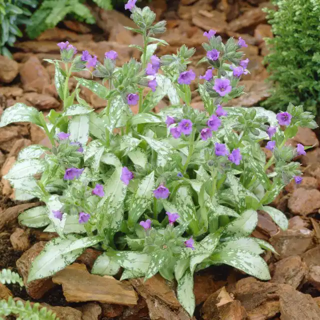Медуница «Диана Клэр» (Pulmonaria longifolia 'Diana Claire')