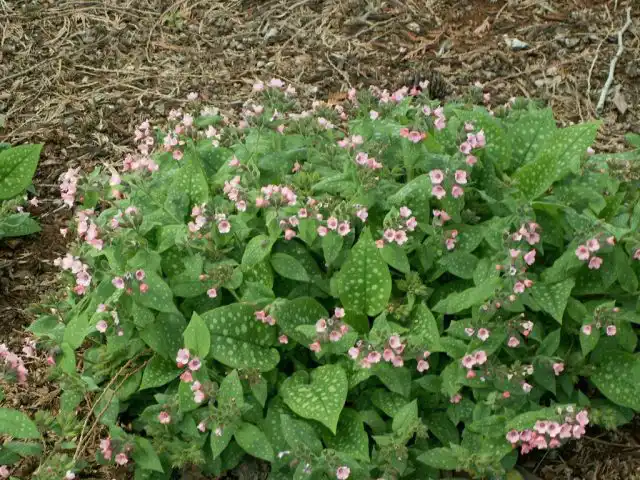 Медуницы сахарная «Дора Билефелд» (Pulmonaria saccharata 'Dora Bielefeld')