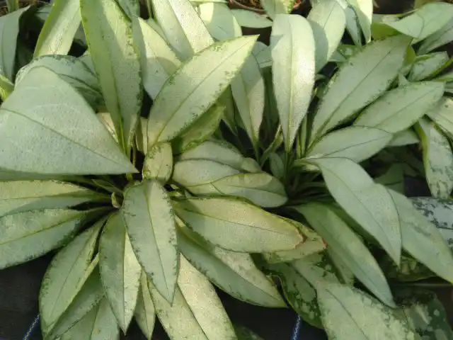 Медуница «Самурай» (Pulmonaria 'Samurai')