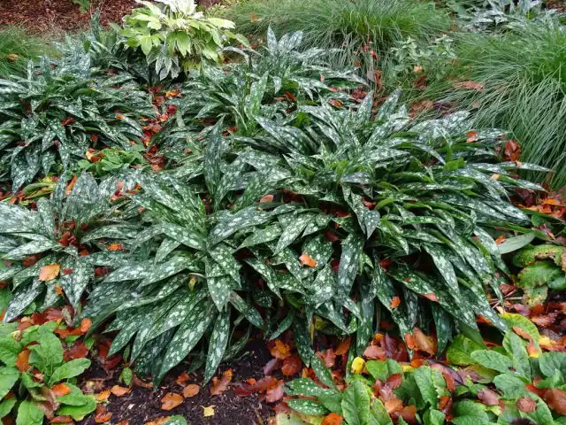 Медуница «Опал» (Pulmonaria 'Opal')