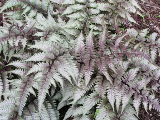 Кочедыжник ниппонский «Рэд Бьюти» (Athyrium niponicum 'Red Beauty')