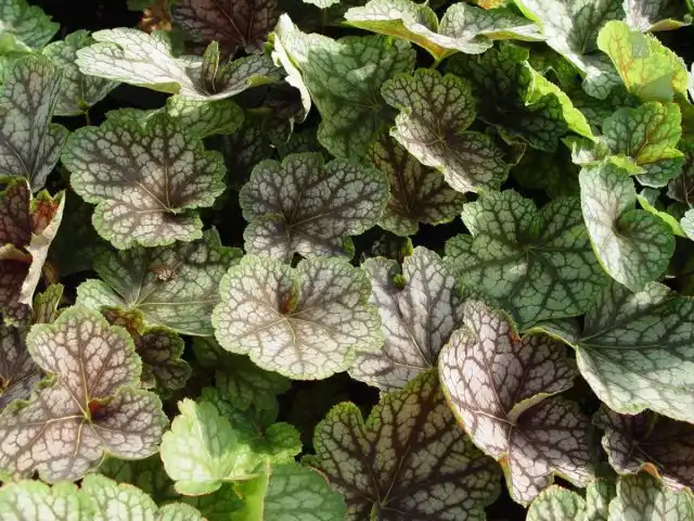 Гейхера «Бьюти Колор» (Heuchera 'Beauty Color')