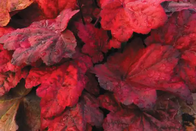 Гейхера «Отом Лифс» (Heuchera 'Autumn Leaves')