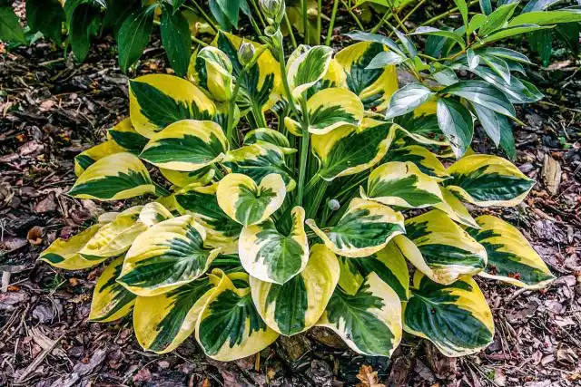 Хоста сорта «Брим Кап» (Hosta 'Brim Cup')