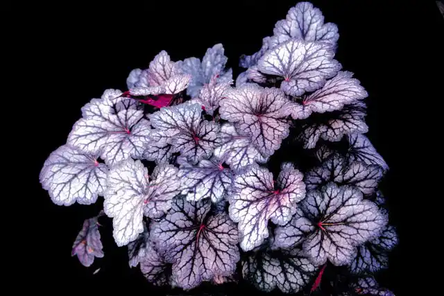 Гейхера «Каскад Доун» (Heuchera x hybrida 'Cascade Dawn')