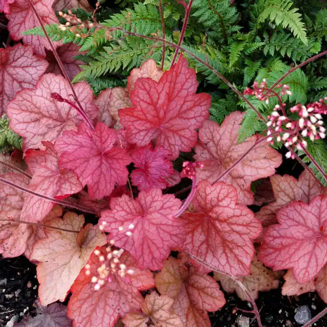 Гейхера «Джорджия Пич» (Heuchera 'Georgia Peach')