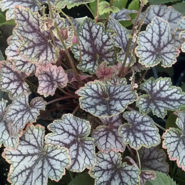 Гейхера «Мэджик колор» (Heuchera 'Magic Color')