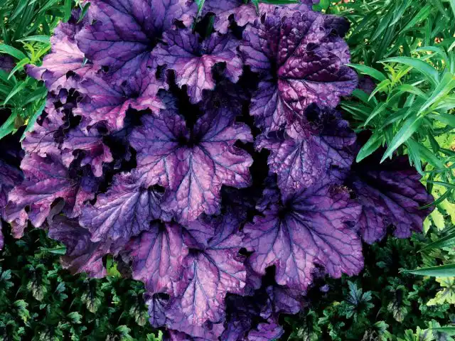 Гейхера «Форевер Перпл» (Heuchera 'Forever Purple')