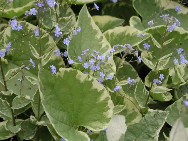Бруннера «Хадспен Крим» (Brunnera macrophylla 'Hadspen Cream')