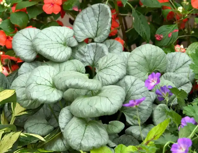 Бруннера «Лукинг Гласс» (Brunnera macrophylla 'Looking Glass')