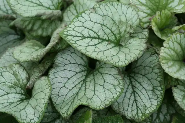Бруннера «Сильвер Вингс» (Brunnera macrophylla 'Silver Wings')