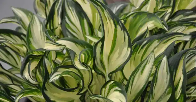 Хоста сорта «Фаерворкс» (Hosta 'Fireworks')