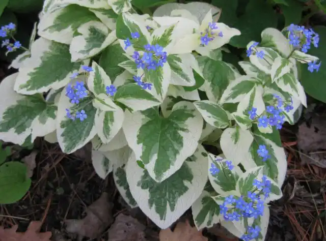 Бруннера «Вариегата» (Brunnera 'Variegata’)