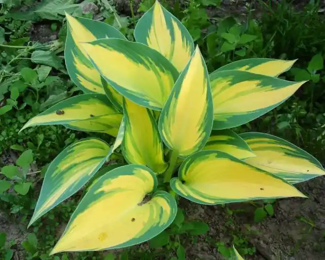 Хоста «Джун Февер» (Hosta 'June Fever')