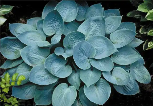 Хоста «Прейри Скай» (Hosta 'Preirie Sky')