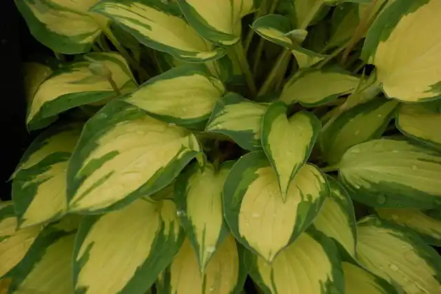 Хоста «Айленд Шарм» (Hosta 'Island Charm')