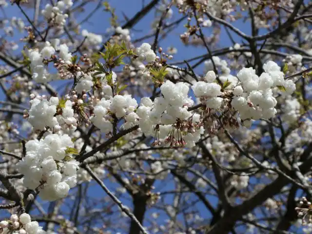 Вишня железистая "Альба Плена" ('Alba Plena'). 