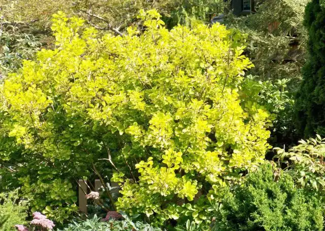 Желто-красная гамма достаточно агрессивна с психологической точки зрения, поэтому зеленые растения должны преобладать, чтобы смягчить эффект.